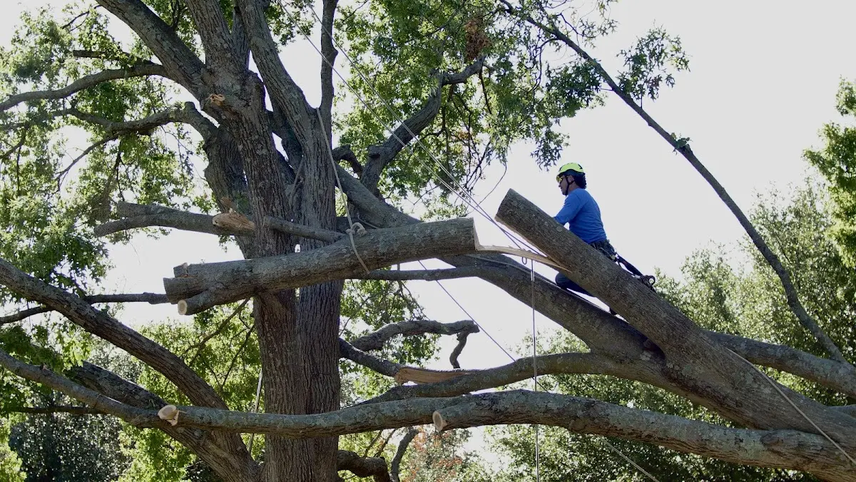 Professional Crown Thinning performed by certified arborists in Marlboro